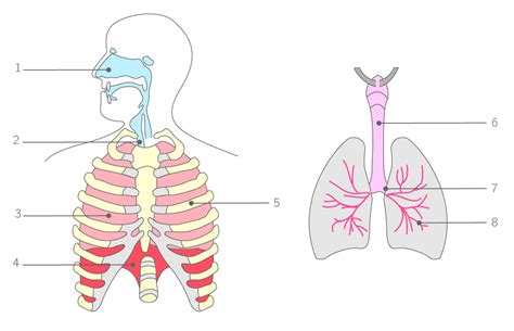 schéma de l appareil respiratoire de l homme