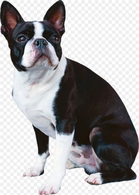Though the boston terrier french bulldog mixes may not have severe health hazards as their parent breeds, however, certain common concerns faced by their parents like respiratory disorders, eye ailments, digestive concerns, sensitivity to extremes of temperatures might be observed in them. Boston Terrier French Bulldog Boxer Japanese Chin, PNG ...