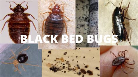 Black Bed Bugs Visual Guide Bed Bugs Removal Guide