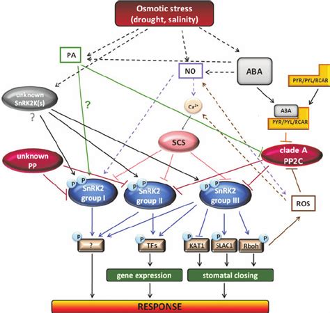 The core control system of the cell cycle. Simplified model of SnRK2s pathways involved in plant ...