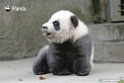 Tiny Panda Panda Bear Husky Bears Cute Animals Pandas Fotografia