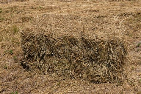 Haystack Or Hay Straw Mowed Dry Grass Hay In Stack On Farm Field Hay