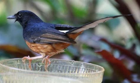 Perawatan Kesehatan Burung di Puskesmas Miroto Semarang