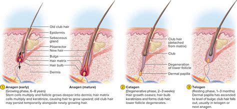 The hair loss is over the entire top of my head especially causing thinning at the hairline and vertex. Hair - Shaft, Follicle, Structure, Hair Bulb - Root & Function
