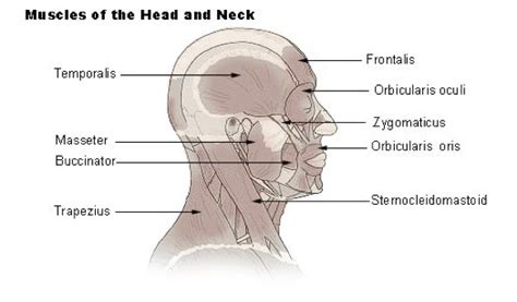 There are seven of them. Muscles of the Head