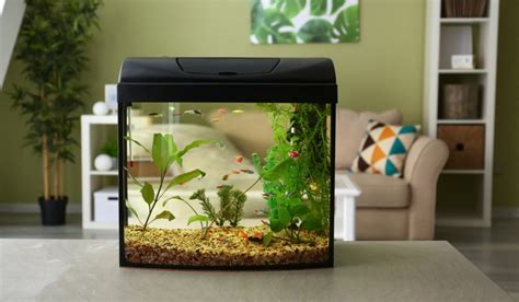 Modern Fish Tank Ideas For Home