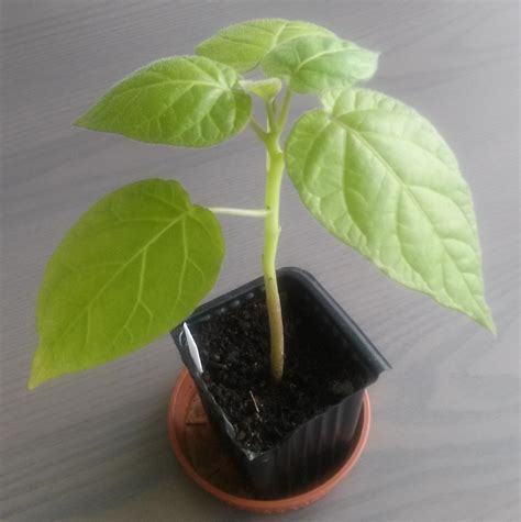 See more ideas about leaf identification, tree identification, plant identification. identification - What is this Eastern African plant with ...