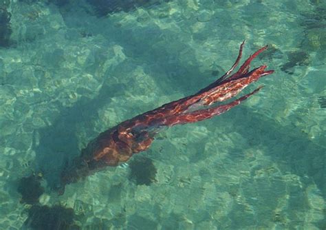 Der tintenfisch sei wohl das australische. Koloss Kalmar Riesenkalmar