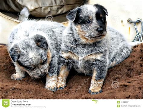 Blue Heeler Newborn Puppies