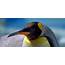90% Of Worlds Largest King Penguin Population Has Vanished