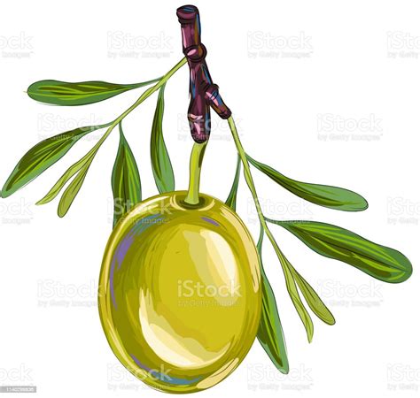 Fresh Olive Drawing Stock Illustration Download Image Now Art