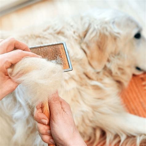 Hair Loss In Dogs Symptoms Causes Diagnosis And Treatment