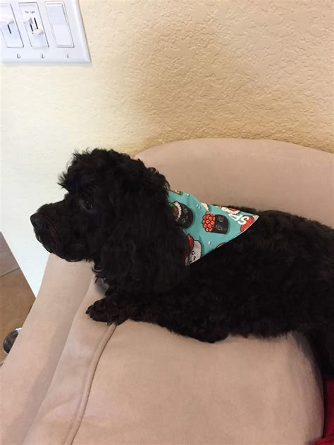 Pristine Paws Pet Grooming - Pamper your pet with our professional