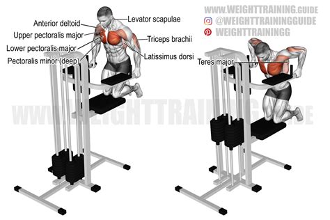 Tricep Dip Machine Muscles Worked Vlrengbr