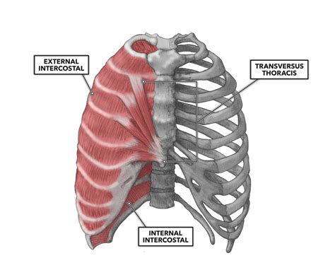 Thoracic Muscles Labeled