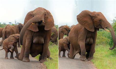 Kruger National Park Photographer Renata Ewald Captures An Elephant Mother Showing Off Her