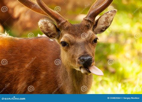 Funny Deer Stock Photo Image Of Horn Chamonix Bent 33483564