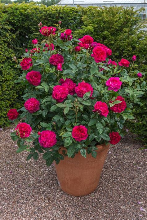 Roses In Pots Can Bring Character And Interest To The Garden When