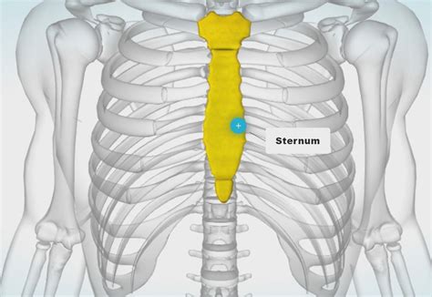 Sternum Diagram