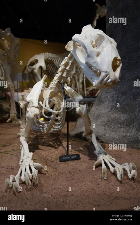 The Skeleton Of An African Lion On Display At The Skeletons Museum Of