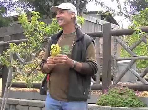 Ultimately they fall off, and if your peach tree only has a handful of leaves left, it's obvious that it won't perform well. Treating Peach Leaf Curl With Compost Tea - YouTube