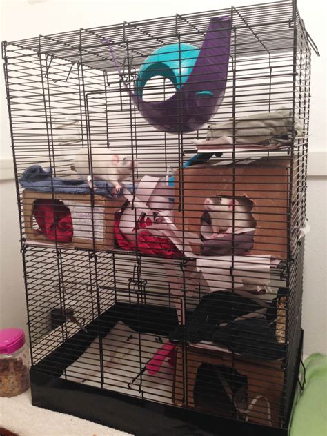 Pet Rat Cages Finding The Perfect Palace About Pet Rats