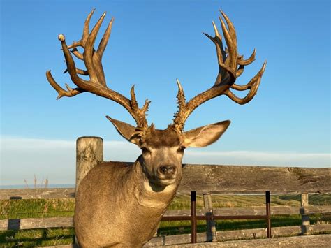 Mule Deer Saskatchewan Wildlife Federation