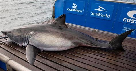 Huge 17ft Great White Shark Dubbed Queen Of The Ocean Escapes After
