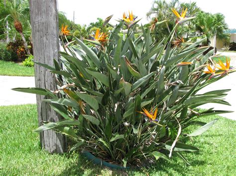orange bird of paradise | There is also a White Bird of Paradise Exotic
