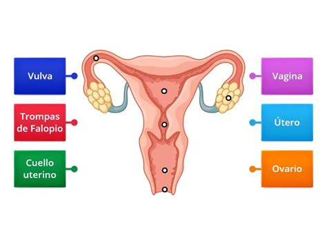 Aparato Reproductor Femenino Labelled Diagram
