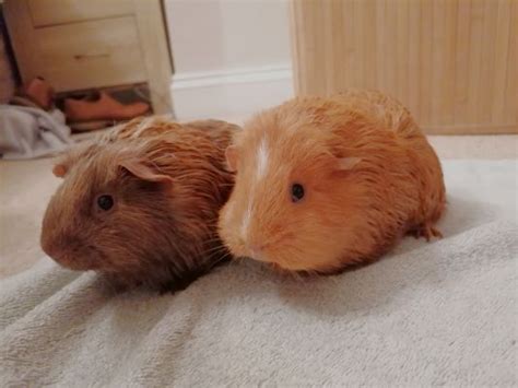 2 Young Female Guinea Pigs With Great Cage And Hutch Ukpets