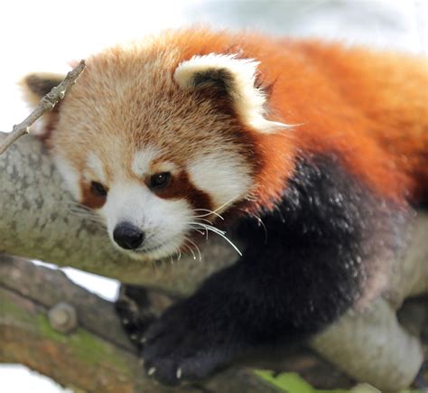 Animal Lovers Go Wild For Dublin Zoos New Addition As 10 Month Old Red