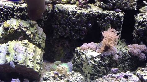 Always do this stuff outdoors. Week 42 In Wall Reef Aquarium With DIY Live Rock - YouTube