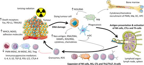 Radiation Inflammation And The Immune Response In Cancer Springerlink