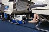 Dog Carrier For Airplane Cabin Pictures