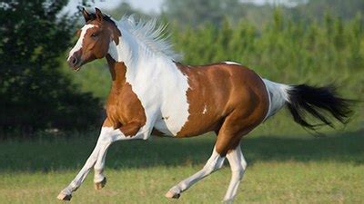 american paint horse gallop  discover