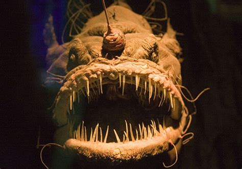 This Angler Fish Could Probably Eat A Duck Creepy