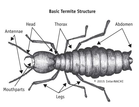 Basic Termite Structure Inspection Gallery Internachi®