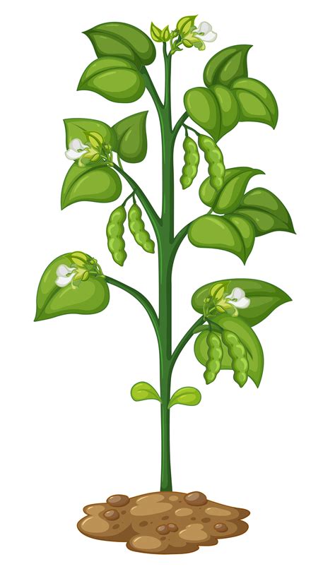 Green Pea On The Plant 539049 Vector Art At Vecteezy