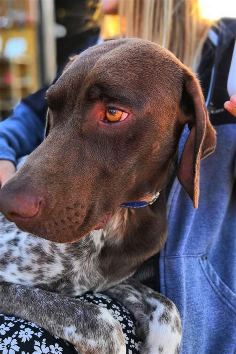 Diarrhea in dogs is the passing of loose or liquid stool more frequently than usual. What Are the Causes of Dog Diarrhea | Canine allergies ...