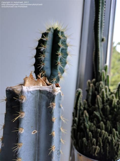 Certain species may be easier than others to propagate easy steps on how to propagate a cactus. PlantFiles Pictures: Blue Columnar Cactus, Facheiro ...
