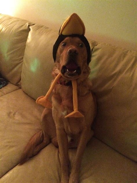 12 Dogs Who Arent Impressed With The Silly Hats Their Humans Picked