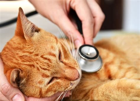 Feline Leukemia Virus Felv Symptoms And Treatment Petmd Petmd