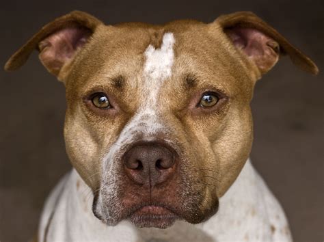 American Pit Bull Terrier Dog Breed Characteristics And Care