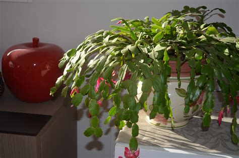 Il y a encore quelques années, les cactus d'intérieur étaient considérés comme des plantes plutôt ringardes et on leur préférait sans mammillaria en fleur sur la table du salon. Comment prendre soin de votre cactus de Noël - Jacky La ...