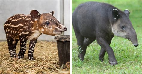 15 Adorable Baby Animals Who Look Nothing Like Their Parents