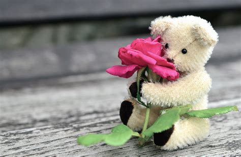 Free Picture Teddy Bear Roses Flower Leaf Petal