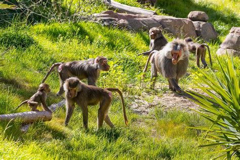 9 Amazing And Ethical Zoos In The Us