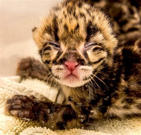 Meet The National Zoos New Baby Clouded Leopards Clouded Leopard