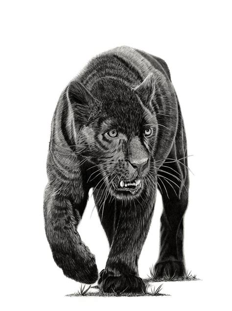 May 15, 2020 · panther family simulator 3d is a great online game, where you will be trying to survive with your panther in the wild. Original Animal Drawing by Paul Stowe | Figurative Art on Paper | Black Panther in 2020 | Black ...
